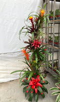 Bromeliad Tree